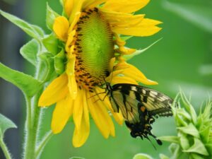 חוק אוניברסלי 2 – חוק תמיכת התפתחות יקומי