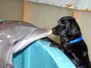 חוק אוניברסלי 5 – חוק המיוחדות והשיוויון