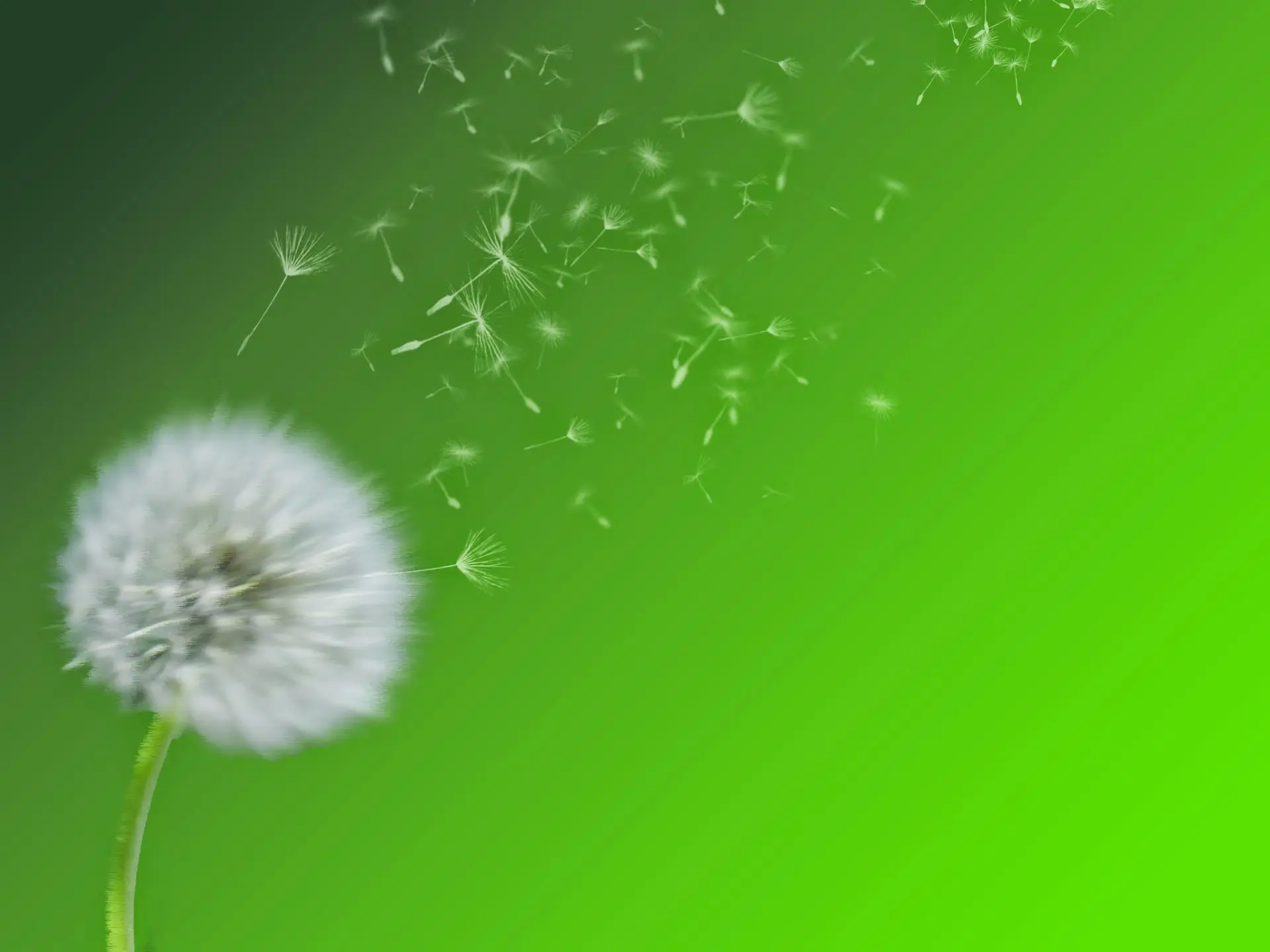 background_dandeliion